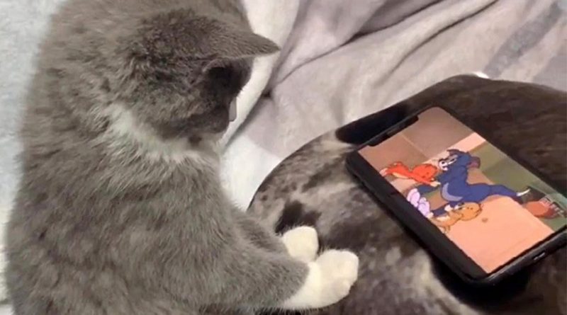 Kitten Loves Watching Tom & Jerry Cartoons