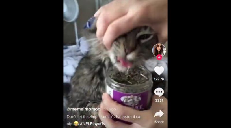 Cat Gets First Taste Of Cat Nip And Will Not Stop Eating It