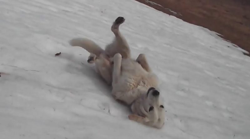 These Dogs Have So Much Fun Sliding Down Snowy Hills