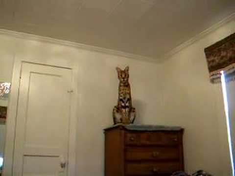 The Mighty Jumping Ability Of A Playful Serval