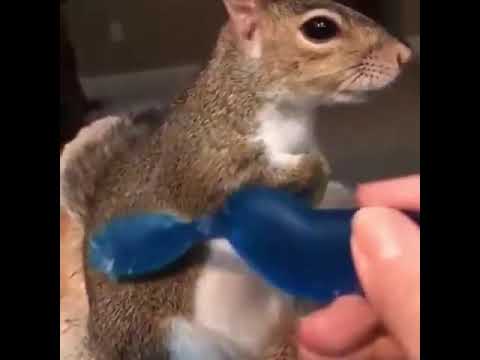 Squirrel Loves Getting Massaged With A Toothbrush 🪥