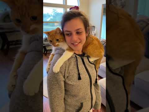 Cat Decides To Become A Backpack