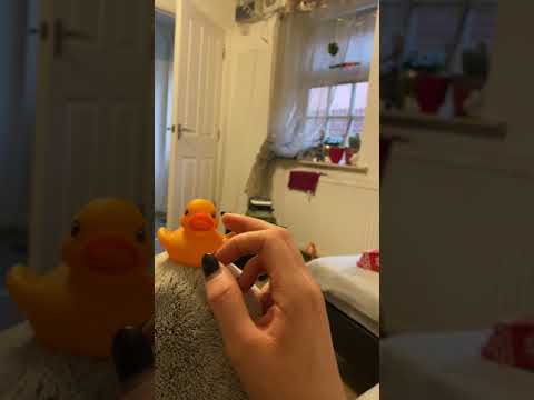 Bird Is Jealous Of Human Playing With Rubber Duck