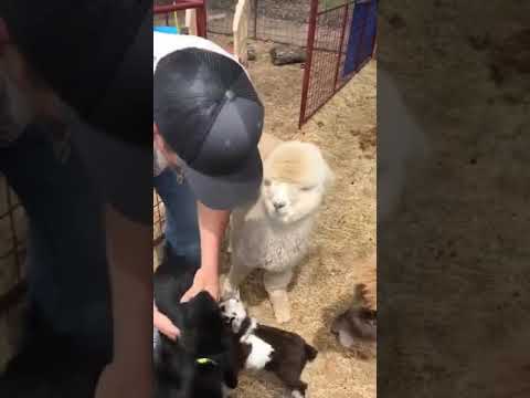 Baby Goats Line Up To Get Hugs From Man