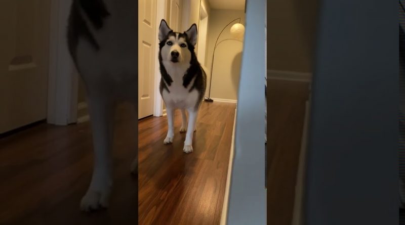 Sneaky Husky Plays Invisible