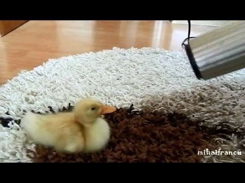 Adorable Baby Duckling Will Make You Smile 😃