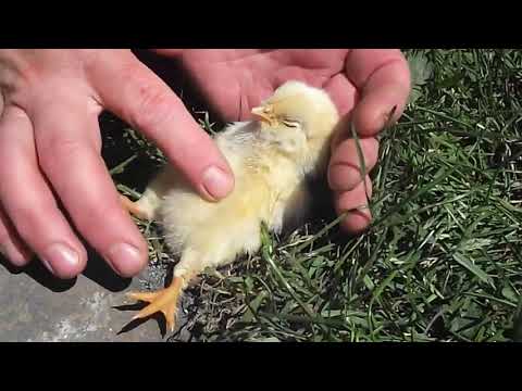 Chick Has Her Belly Rubbed And Goes To Sleep