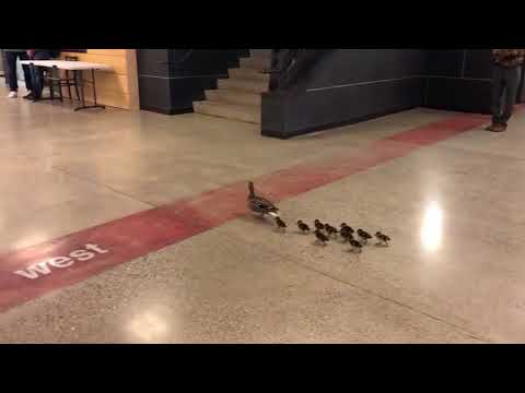 Mother Duck And Her Ducklings Visit High School 🐥🏫