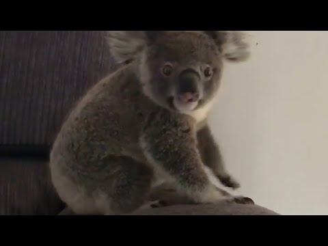 Koala Enjoying A Couch