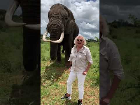 Elephant Borrows And Then Returns Hat When Asked For It 🐘 👒