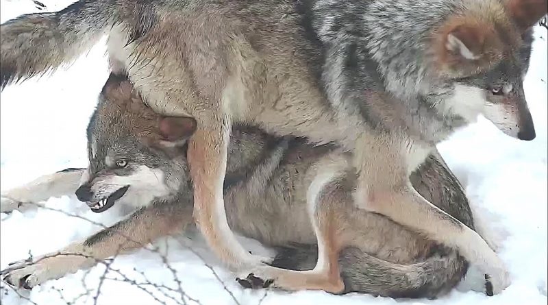 Playful Wolf Sits On Her Sister's Head 😆