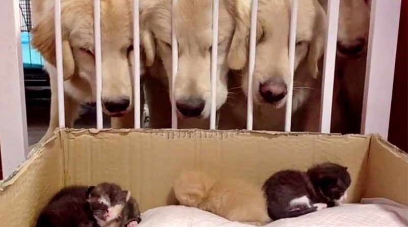 Golden Retrievers Love Watching Over Adopted Kittens