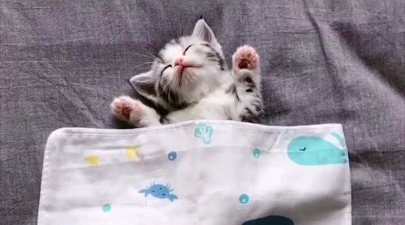 These Sleepy Kittens Kmow How To Relax In Any Position