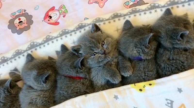 The Cutest Pile Of Kittens 😸