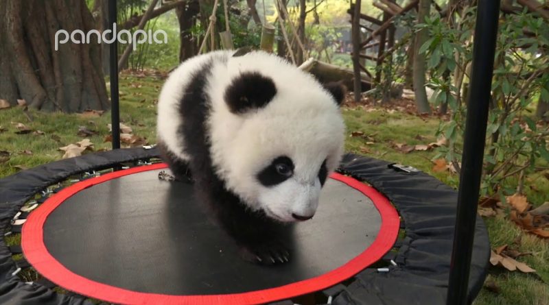 Funny And Cute Panda Overload 🐼