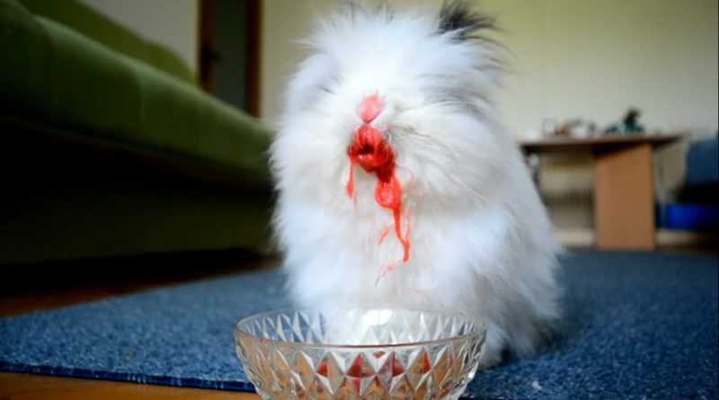 Bunny Rabbit Eating Strawberries And Cherries 🐰🍓🍒