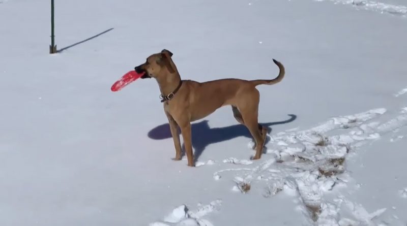Dog Decides To Take Up Sledding After Seeing Humans Do It