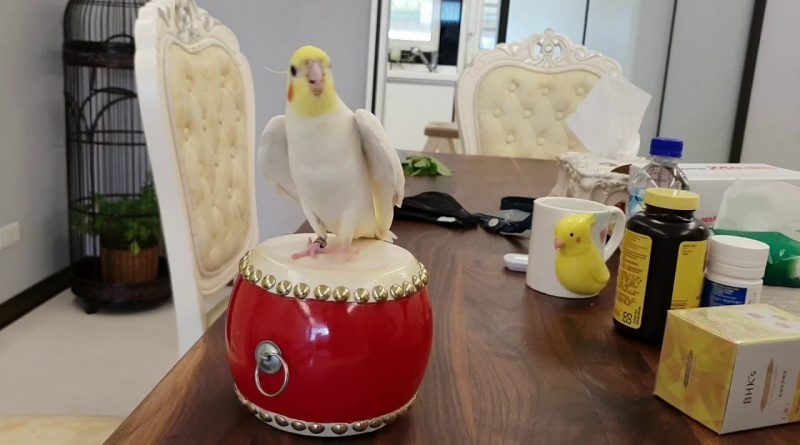 This Cockatiel Loves To Drum 🥁