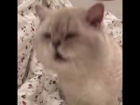 Cat Does Funny Meow While Shaking Head
