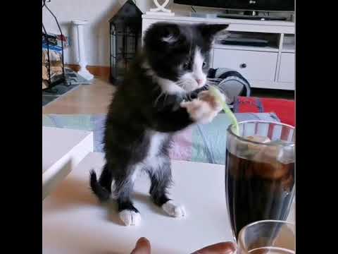 Kitten Tries To Learn How To Use A Straw