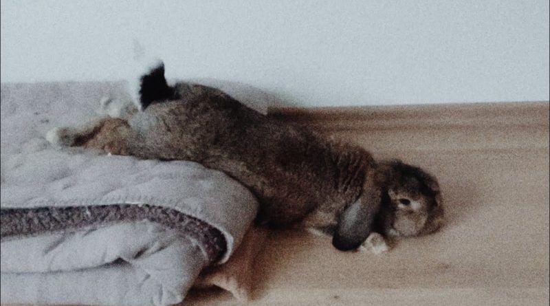 This Bunny Rabbit Has A Unique Way To Relax 🐰🐇 💤