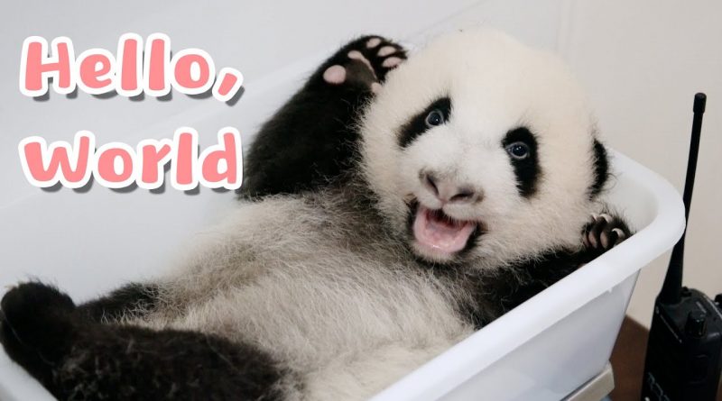 Baby Panda's Adorable Adventures In A New World