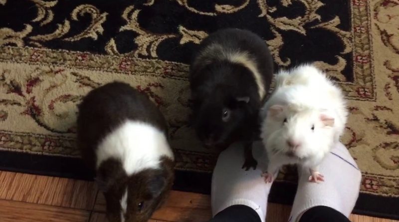 Snack Time For Free-Roaming Guinea Pigs