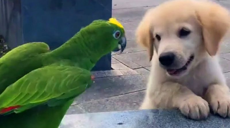 Golden Retriever And Parrot Duo Will Brighten Your Day!