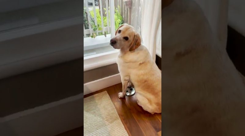 Dog Patiently Waits For His Brother To Come Home