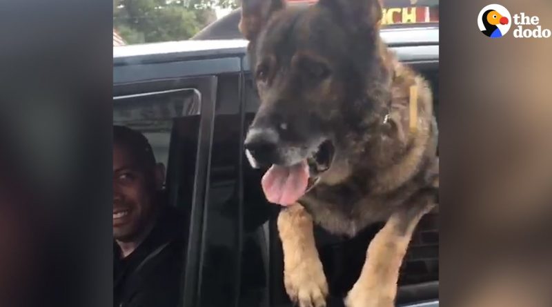 Police Dog Is Very Happy To Get His Puppuccino
