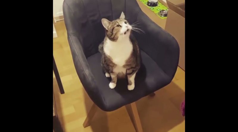 Cat Does Not Want Her Human To Stop Spinning Her Chair