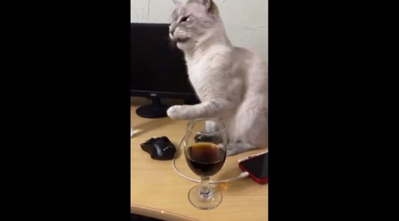 Cat Has Hilarious Reaction To Try Soda 🤣 🐈