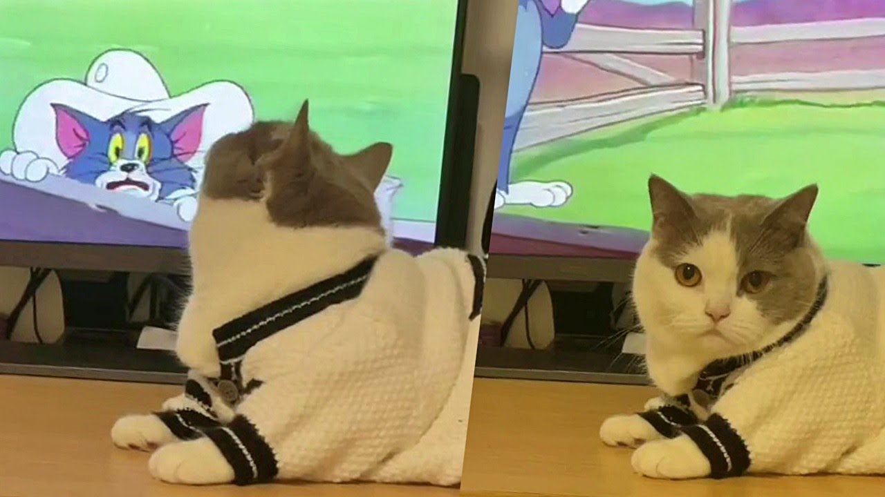 Cat Wants To Keep Watching Tom And Jerry Cartoons Fresh Positivity