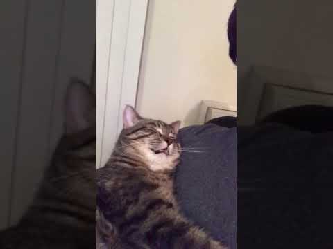 Cat Adorably Snoring