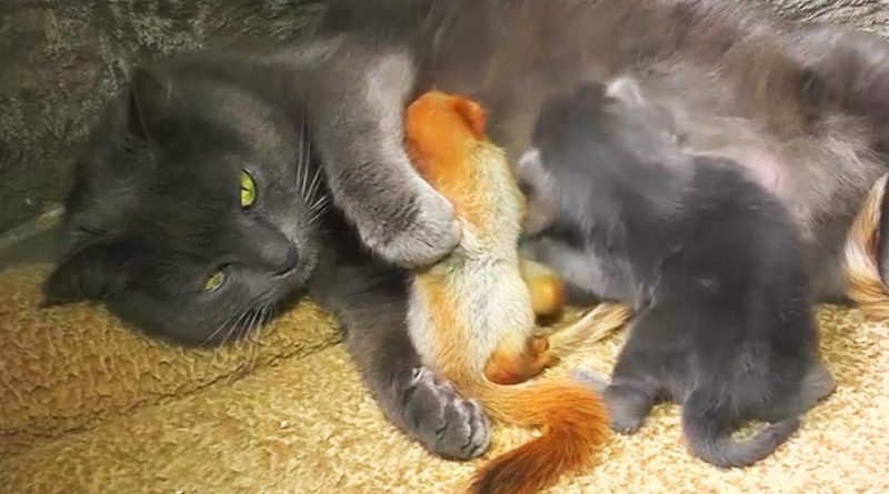 Sweet Mother Cat Adopts 4 Baby Squirrels