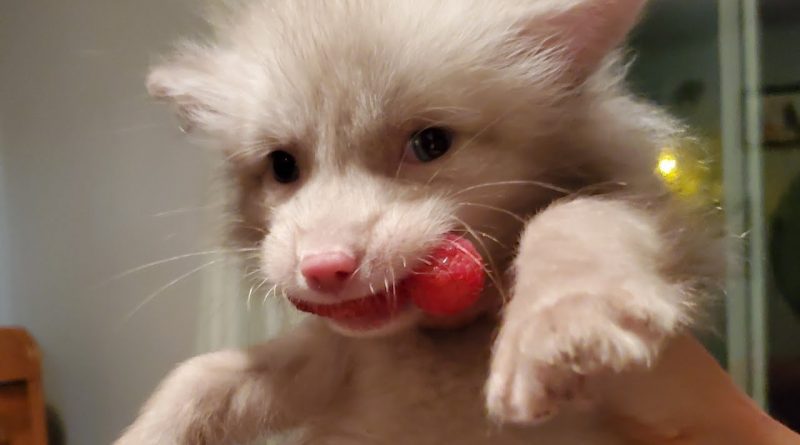 Floofala The Baby Fox Takes Some Raspberries And A Blanket