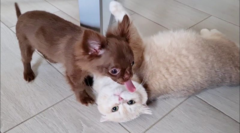 Caramel The Cat Is Best Friends With Arnold The Chihuahua