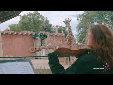 Giraffes Enjoy A Live Symphony 🦒 🎶
