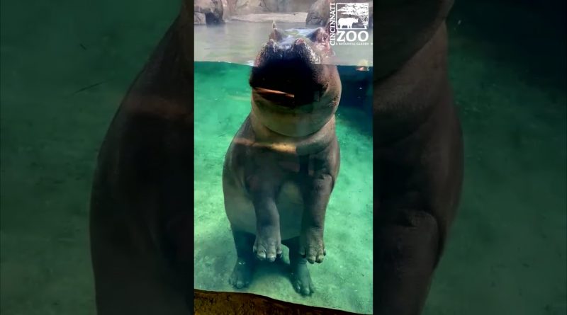 Fiona The Hippo Greets Humans