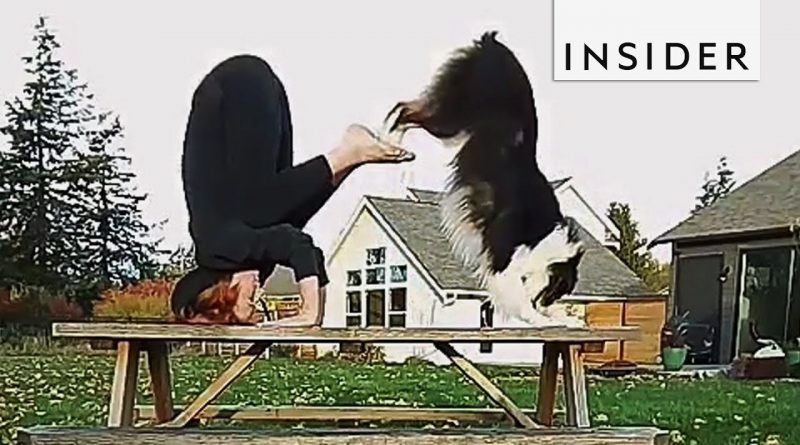 This Dog Is A Yoga Pro