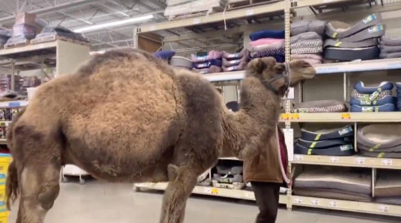 Just A Camel Shopping At His Local Pet Store