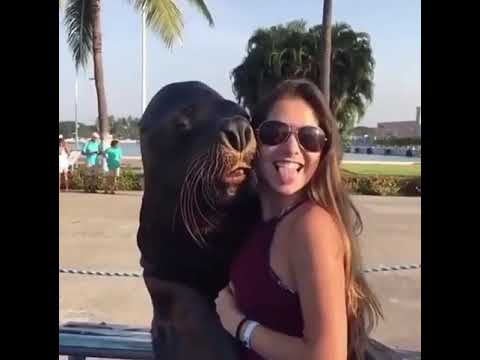 This Seal Knows How To Pose For Pictures