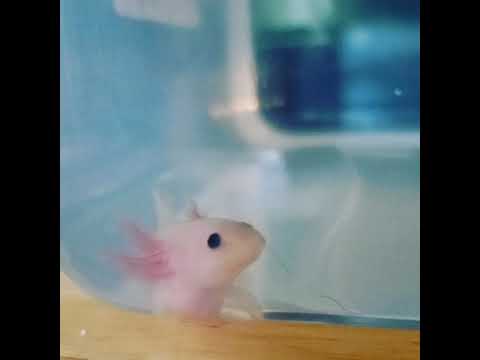 Cute Baby Axolotl Does A Big Yawn