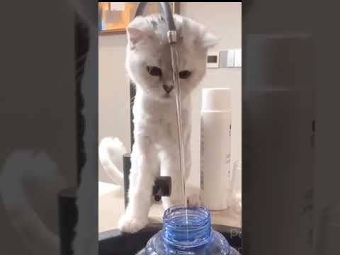 Kitty Likes Helping Fill A Water Bottle