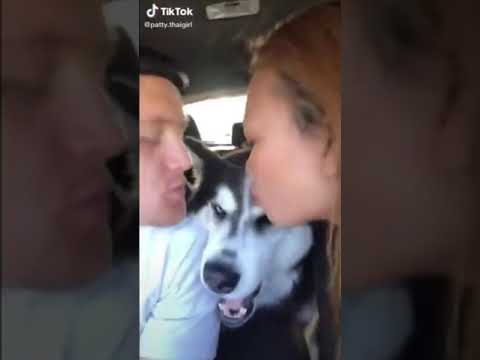 Dog Loves Getting Kisses From Her Humans