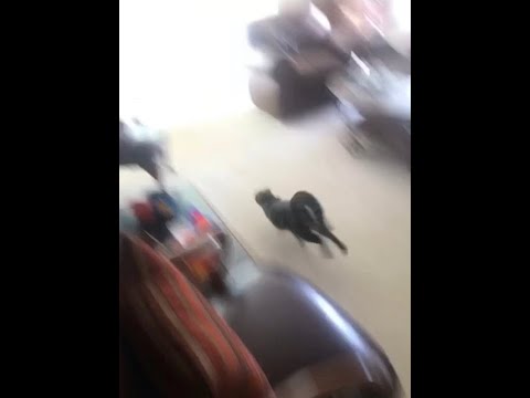 Funny Cat Has The Zoomies