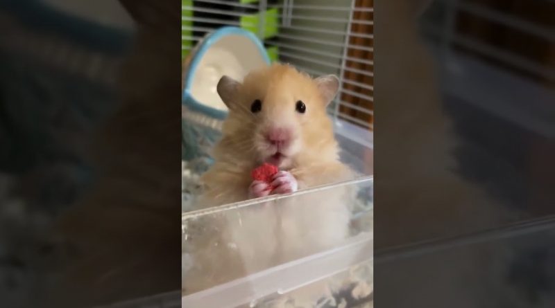 Adorable Hamster Eating Some Food