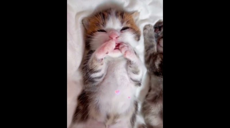Kitten Trying To Milk Its Own Paws