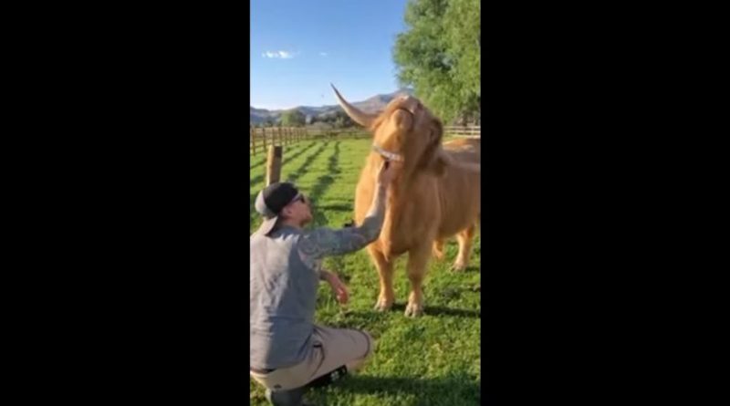 Highland Cow Loves Being Groomed By Their Human