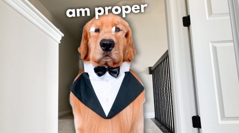 This Dog Knows How To Be A Proper Gentleman
